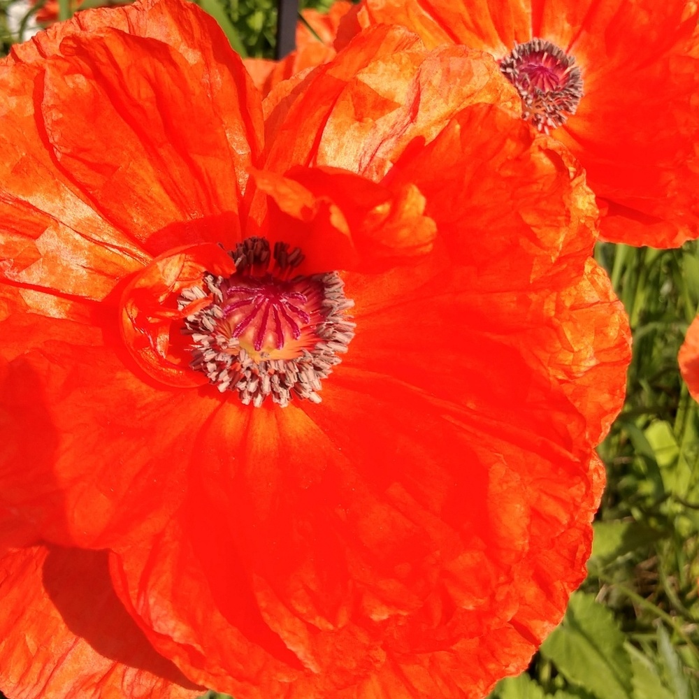 Meet your Posher, Gina